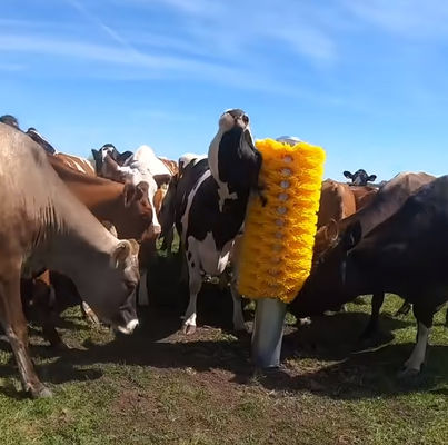 OEM Rinder Kuh Kratzer Bürste Körper Rücken Kratzer mit Stand